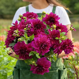 Thomas Edison, Dahlia Tubers